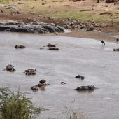  The Serengeti, TZ